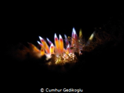 Cratena peregrina
Candles with SNOOT by Cumhur Gedikoglu 